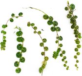 String of Turtles  5x Stekjes  Peperomia Prostrata