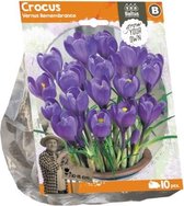 Plantenwinkel Crocus Vernus Remembrance bloembollen per 10 stuks