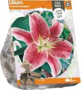Plantenwinkel Lelie Lilium Oriental Stargazer bloembollen per 1 stuks