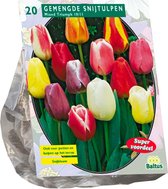 Plantenwinkel Tulipa Darwin Mix tulpen bloembollen per 20 stuks
