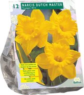 Plantenwinkel Narcis Trompet Geel bloembollen per 12 stuks