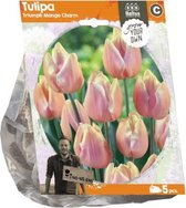 Plantenwinkel Tulipa Triumph Mango Charm tulpen bloembollen per 5 stuks