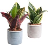 Duo Sansevieria in Laos keramiek – ↨ 15cm – ⌀ 10cm