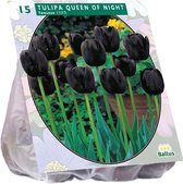 Plantenwinkel Tulipa Queen of Night Enkel Laat tulpen bloembollen per 15 stuks