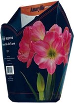 Plantenwinkel Amaryllis in Doos Roze Giftbox 6 kant