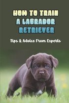 How To Train A Labrador Retriever: Tips & Advice From Experts