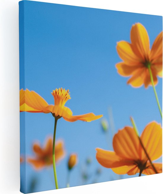 Artaza Canvas Schilderij Oranje Cosmea Bloemen - 90x90 - Groot - Foto Op Canvas - Canvas Print