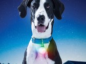 Lampe de collier de Chiens lumineux multicolore rechargeable LED collier de chien lampe disco lumière chien rechargeable