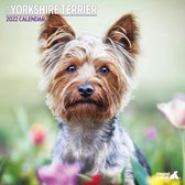 Yorkshire Terrier - Kalender 2022