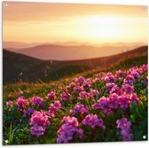 Tuinposter – Roze Bloemenveld boven aan de Berg bij Zonsondergang - 100x100 cm Foto op Tuinposter (wanddecoratie voor buiten en binnen)