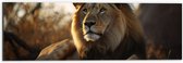 Dibond - Liggende Tevreden Leeuw met Prachtige Manen - 60x20 cm Foto op Aluminium (Wanddecoratie van metaal)