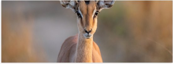 Poster Glanzend – Vooraanzicht van Antilope op Bospad - 90x30 cm Foto op Posterpapier met Glanzende Afwerking