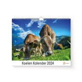 Huurdies - Koeien Kalender - Jaarkalender 2024 - 35x24 - 300gms