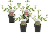 Plant in a Box - Buddleja davidii 'Royal Red' - Set van 4 - vlinderstruik - pot 17cm - Hoogte 30-40cm - tuinplanten - winterhard