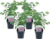 Plant in a Box - Syringa vulgaris 'Ludwig Spath' - Set van 4 - Sierheester voor in de tuin - Heester met paar-rode bloemen - Pot 17cm - Hoogte 25-40cm