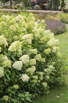 Hydrangea paniculata 'Limelight' C4 30-40 cm