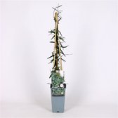 3 stuks | Trachelospermum asiaticum 'Theta' C2 60-70 cm