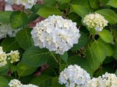 1 stuk(s) | Hydrangea macrophylla Endless Summer The Bride C3 cm