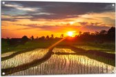 Tuinposter – Zonsondergang bij de Rijstvelden in Indonesië - 105x70 cm Foto op Tuinposter (wanddecoratie voor buiten en binnen)