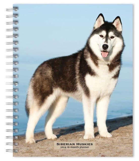 Siberian Husky Agenda 2024 Bol   550x636 