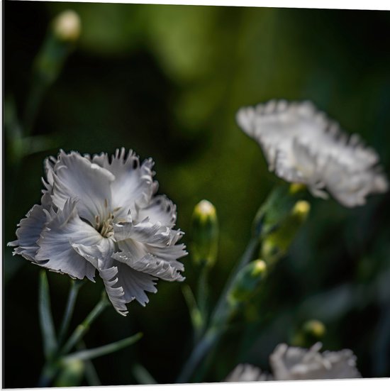 Dibond - Licht Grijze Tuinanjer op Stengels voor Donker Groene Achtergrond - Bloemen - 80x80 cm Foto op Aluminium (Met Ophangsysteem)