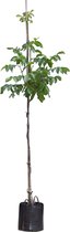 Walnotenboom Broadview Juglans r. Broadview h 275 cm st. omtrek 7 cm