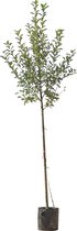 Grote appelboom Elstar Malus domestica Elstar 350 cm