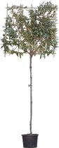 Olijfwilg leiboom 150 cm Elaeagnus ebbingei 270 cm