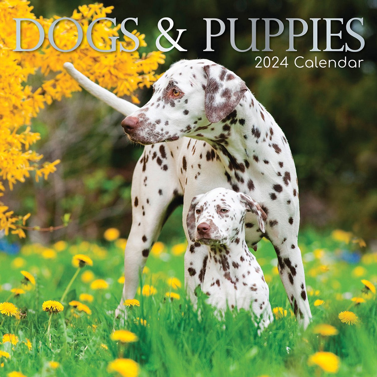 Dogs and Puppies Kalender 2024