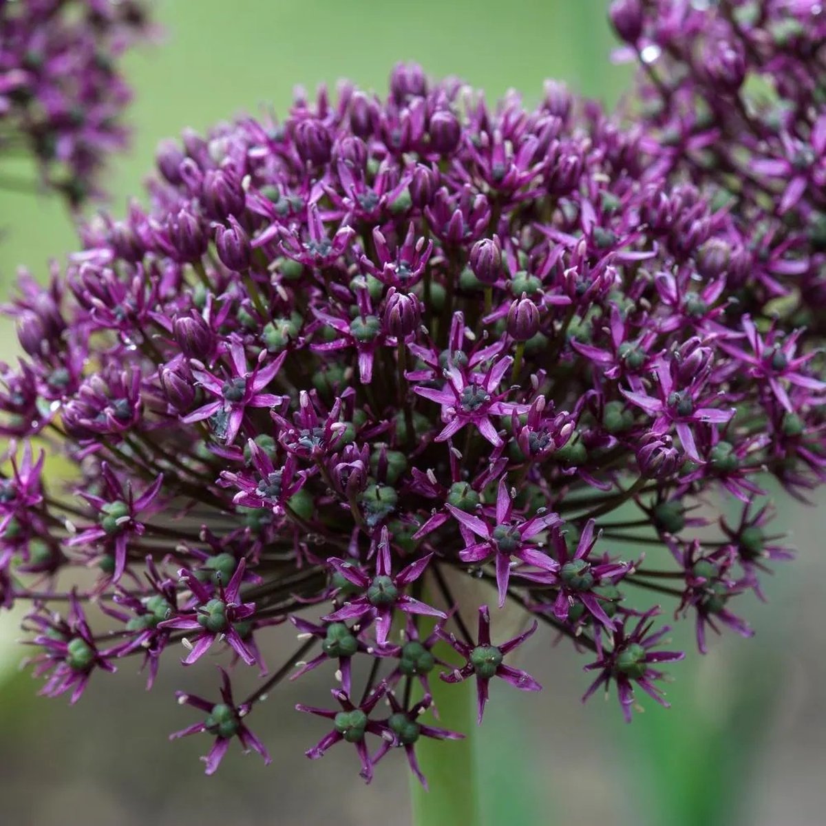Allium Miami | 10 stuks | Sierui | Alliumbol