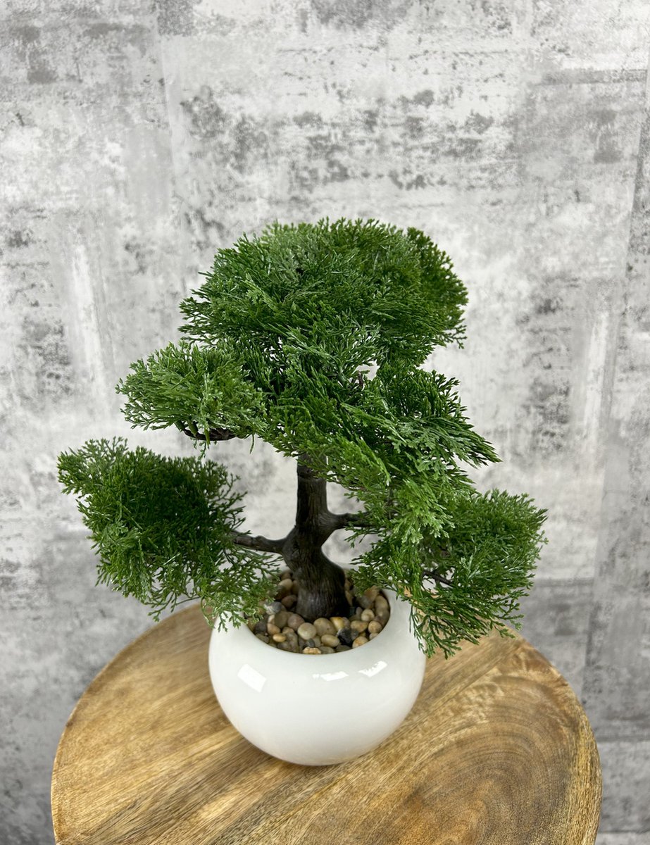 KENTIS - Myrtle Bonsai - Myrtus Communis Planta Ornamental Auténtica de Exterior - Jardín Balcón Terraza - H 20/25 cm Maceta 16 cm | Leroy Merlin
