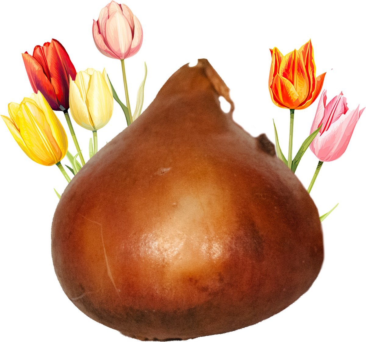 50 Tulpenbollen verpakt in doosje - Bloembollen - Tulpen - Tulp Bollen - Bloemen - Zaadbom.com