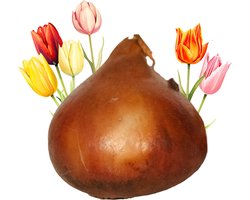 Foto: 