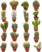 Bol.com Cactus- Cactus mix 20 verschillende soorten- 5.5cmØ- ± 6-10cm hoog aanbieding