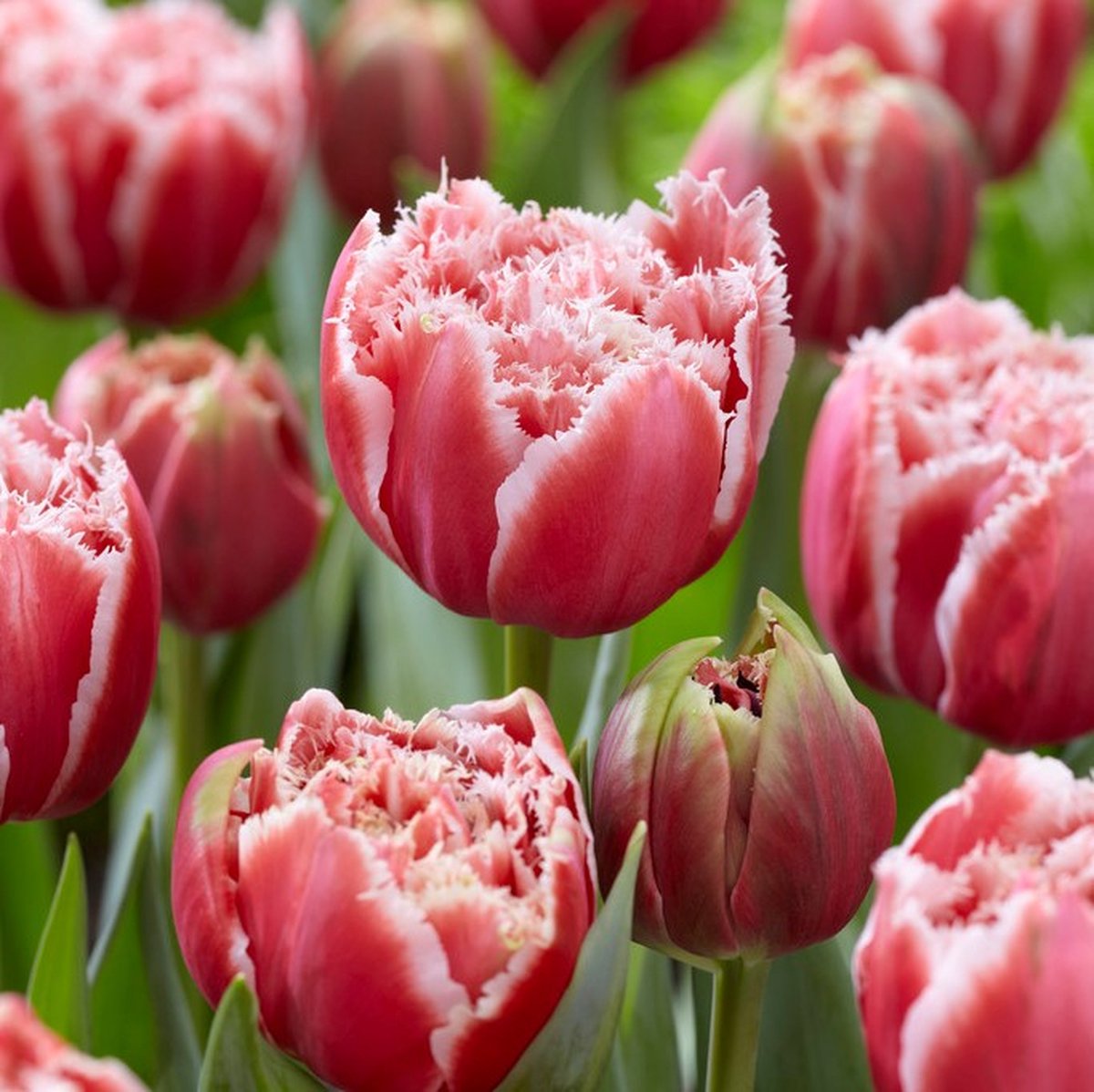 Tulp Brest | 10 stuks | Tulpenbollen