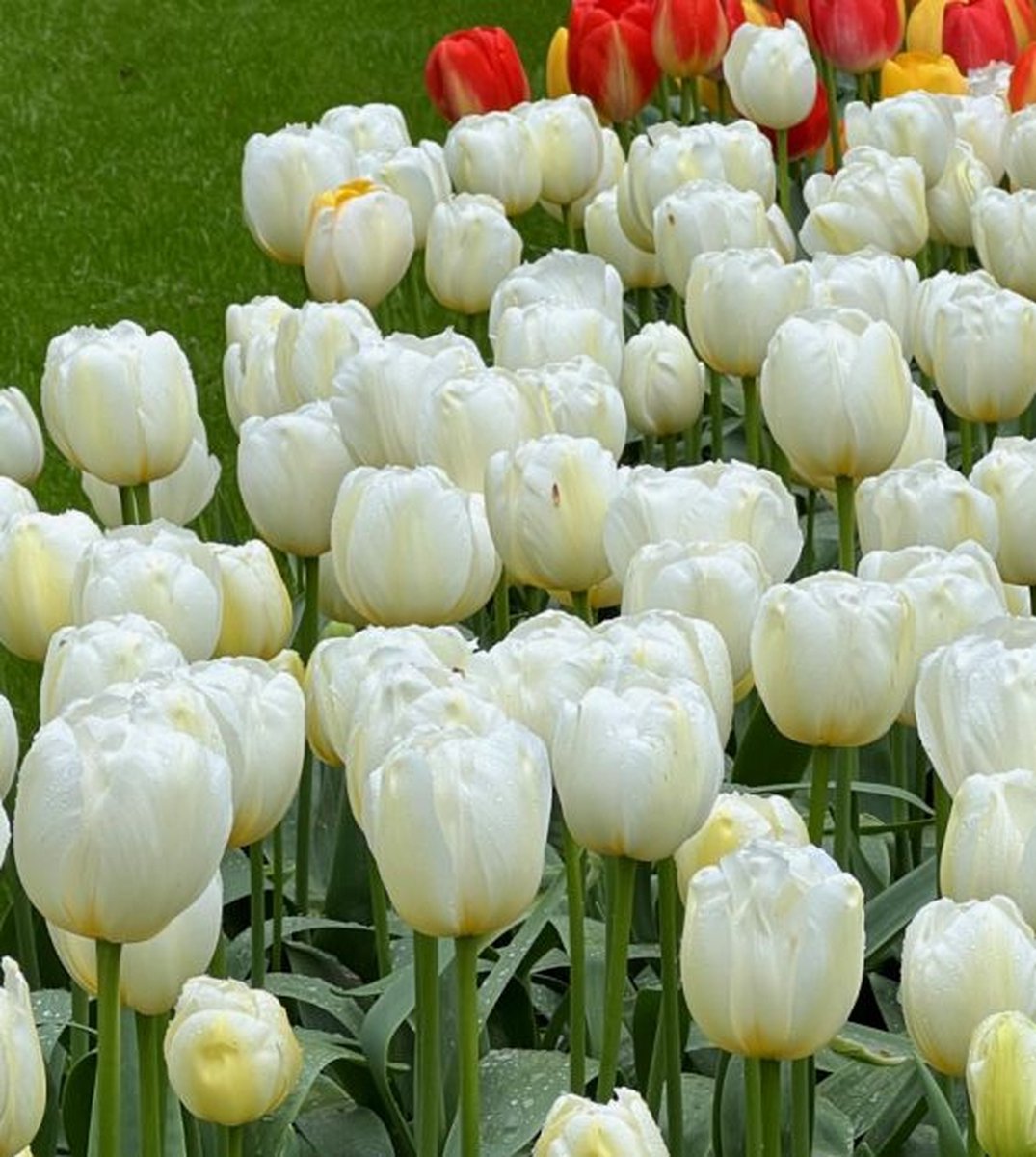 Tulp Pays Bas | 10 stuks | Tulpenbollen