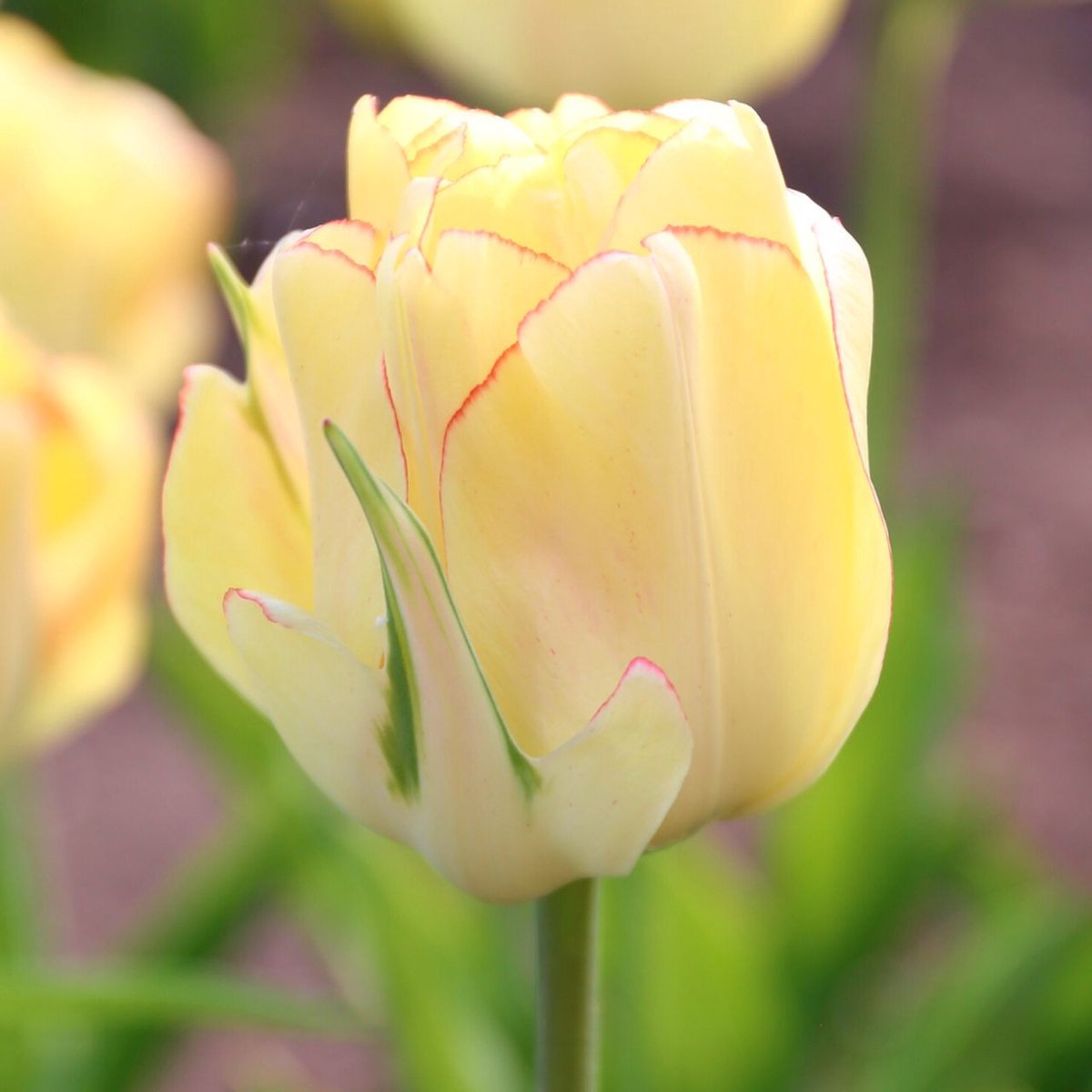 Tulp Akebono | 10 stuks | Tulpenbollen