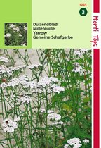 2 stuks - Hortitops - Duizendblad