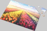 Tulpen Puzzel - Tulpenveld - Kleurrijk - Bloemen - Landschap - Natuur - Legpuzzel - Levendige Bloemenpracht van 500 Stukjes - Hoogwaardige Kartonnen Puzzel - Natuurlijke Schoonheid - Ontspannende Tijdverdrijf - Betoverend Tulpenbeeld