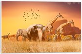 PVC Schuimplaat- De Dieren van het Afrikaanse Landschap - 60x40 cm Foto op PVC Schuimplaat