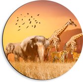 Dibond Muurcirkel - De Dieren van het Afrikaanse Landschap - 40x40 cm Foto op Aluminium Muurcirkel (met ophangsysteem)