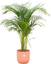 Green Bubble - Dypsis Lutescens (Areca palm) inclusief elho Vibes Fold Round roze Ø25 - 140cm