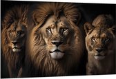 Dibond - Portretfoto van Drietal Prachtige Leeuwen - 150x100 cm Foto op Aluminium (Met Ophangsysteem)