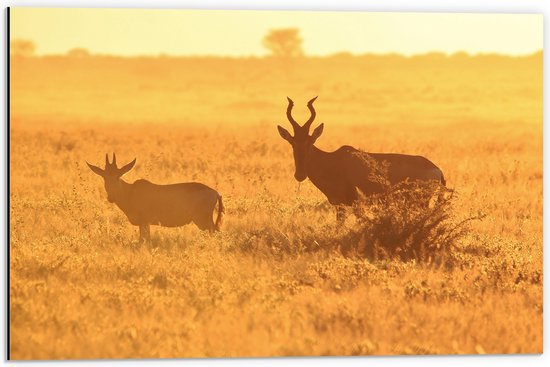 Dibond - Antilopes over het Droge Landschap van Afrika - 60x40 cm Foto op Aluminium (Met Ophangsysteem)