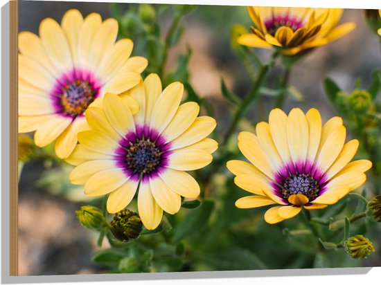 Hout - Gele Spaanse Margriet Bloemen met Paarse Binnenkant - 80x60 cm - 9 mm dik - Foto op Hout (Met Ophangsysteem)