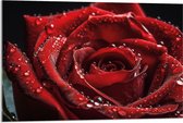 Acrylglas - Grote Rode Roos met Waterdruppels erop - Bloemen - 90x60 cm Foto op Acrylglas (Wanddecoratie op Acrylaat)