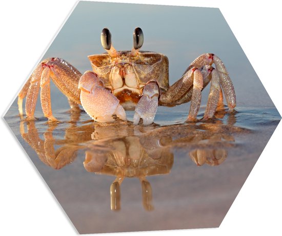 PVC Schuimplaat Hexagon - Zandcrab op het strand staat in de zee - 80x69.6 cm Foto op Hexagon (Met Ophangsysteem)