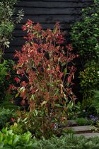 Photinia fraseri 'Red Robin' C12 80-100 cm - Bloeiende plant - Makkelijk te snoeien - Vruchtdragend - Wintergroen
