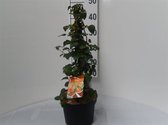 Hydrangea anomala petiolaris C4 50-60 cm - Snelle groeier - Zeer winterhard - Bladverliezend - Bloeiende plant - Populair bij vogels