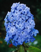 3 stuks | Phlox (P) 'Blue Boy' P9 cm